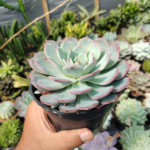 Echeveria Tuxpanensis Size 14 Cm, real gallery image #7 plants. Picture taken directly from kaktus.id community Echeveria farmer green houses.