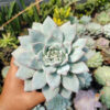 Echeveria Sang-a / Echeveria Blue Bird Size 14 Cm, real gallery image #1 plants. Picture taken directly from kaktus.id community Echeveria farmer green houses.