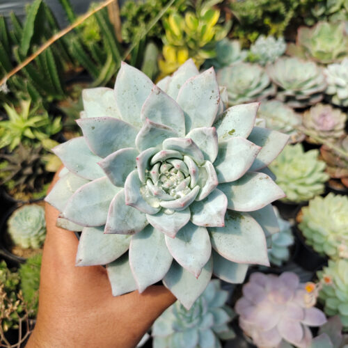 Echeveria Sang-a / Echeveria Blue Bird Size 14 Cm, real gallery image #7 plants. Picture taken directly from kaktus.id community Echeveria farmer green houses.