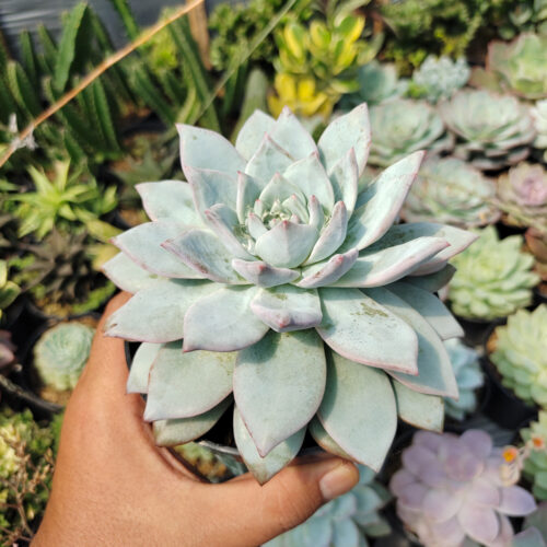 Echeveria Sang-a / Echeveria Blue Bird Size 14 Cm, real gallery image #8 plants. Picture taken directly from kaktus.id community Echeveria farmer green houses.