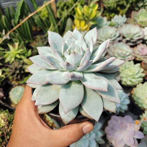 Echeveria Sang-a / Echeveria Blue Bird Size 14 Cm, real gallery image #4 plants. Picture taken directly from kaktus.id community Echeveria farmer green houses.