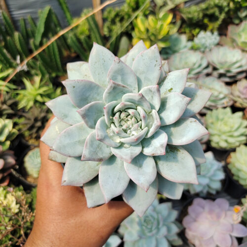 Echeveria Sang-a / Echeveria Blue Bird Size 14 Cm, real gallery image #10 plants. Picture taken directly from kaktus.id community Echeveria farmer green houses.