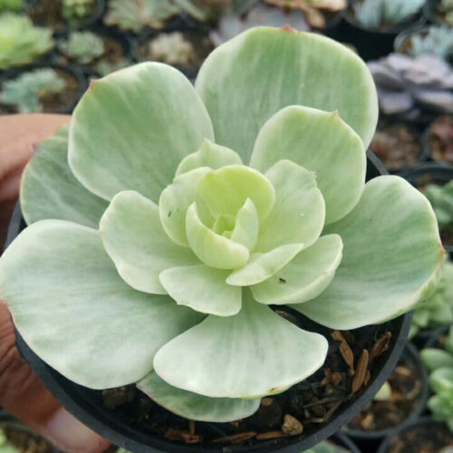 Echeveria x Aeonium Canariense Variegated, real gallery image #7 plants. Picture taken directly from kaktus.id community Echeveria farmer green houses.