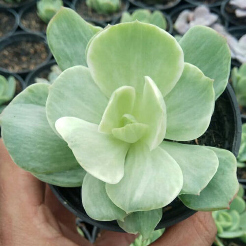 Echeveria x Aeonium Canariense Variegated, real gallery image #2 plants. Picture taken directly from kaktus.id community Echeveria farmer green houses.