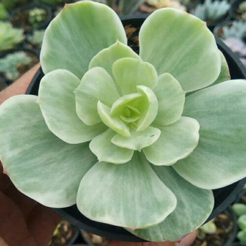 Echeveria x Aeonium Canariense Variegated, real gallery image #3 plants. Picture taken directly from kaktus.id community Echeveria farmer green houses.