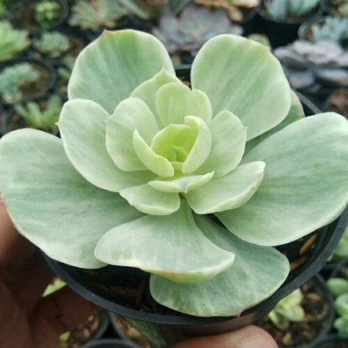 Echeveria x Aeonium Canariense Variegated, real gallery image #4 plants. Picture taken directly from kaktus.id community Echeveria farmer green houses.