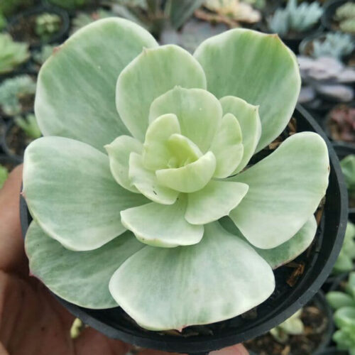 Echeveria x Aeonium Canariense Variegated, real gallery image #5 plants. Picture taken directly from kaktus.id community Echeveria farmer green houses.