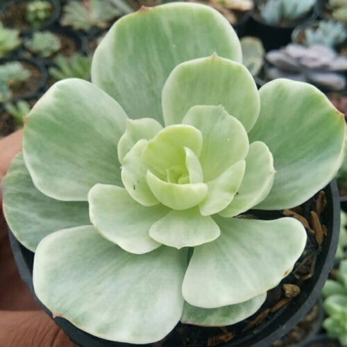 Echeveria x Aeonium Canariense Variegated, real gallery image #6 plants. Picture taken directly from kaktus.id community Echeveria farmer green houses.