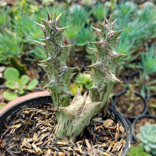 Huernia Hesperidum, real gallery image #2 plants. Picture taken directly from kaktus.id community Huernia farmer green houses.