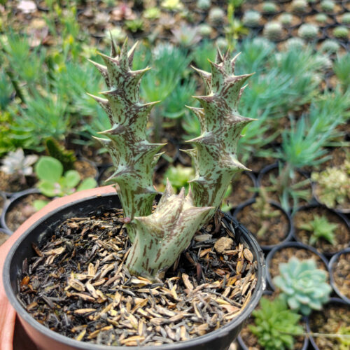 Huernia Hesperidum, real gallery image #3 plants. Picture taken directly from kaktus.id community Huernia farmer green houses.