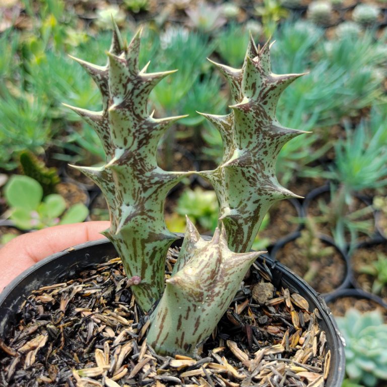 499. Huernia Hesperidum