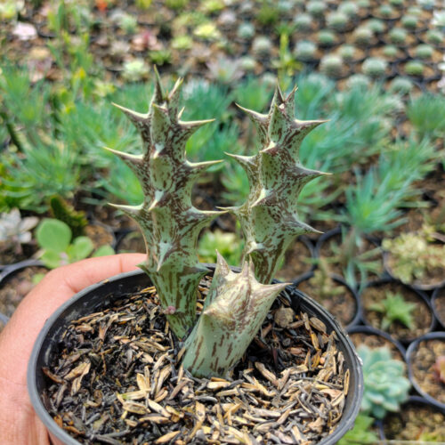 Huernia Hesperidum, real gallery image #5 plants. Picture taken directly from kaktus.id community Huernia farmer green houses.