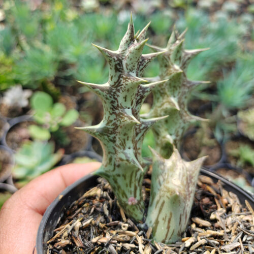 Huernia Hesperidum, real gallery image #8 plants. Picture taken directly from kaktus.id community Huernia farmer green houses.
