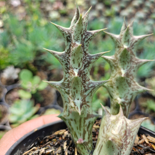Huernia Hesperidum, real gallery image #1 plants. Picture taken directly from kaktus.id community Huernia farmer green houses.