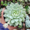Echeveria Haageana 'Green Goddess' Size 12 Cm, real feature image plant. Picture taken directly from kaktus.id community Echeveria farmer green houses.