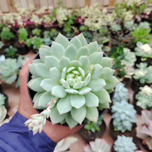 Echeveria Haageana 'Green Goddess' Size 12 Cm, real gallery image #1 plants. Picture taken directly from kaktus.id community Echeveria farmer green houses.
