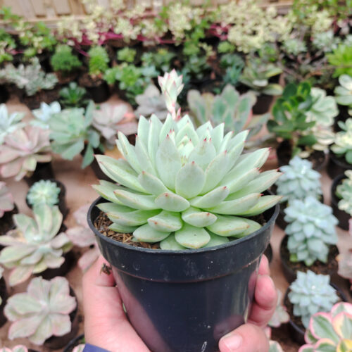 Echeveria Haageana 'Green Goddess' Size 12 Cm, real gallery image #2 plants. Picture taken directly from kaktus.id community Echeveria farmer green houses.