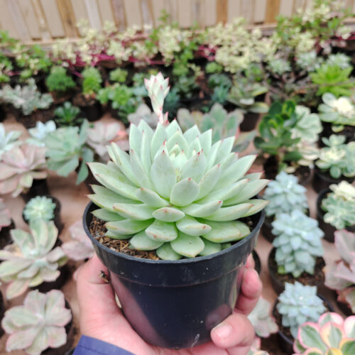 Echeveria Haageana 'Green Goddess' Size 12 Cm, real gallery image #3 plants. Picture taken directly from kaktus.id community Echeveria farmer green houses.
