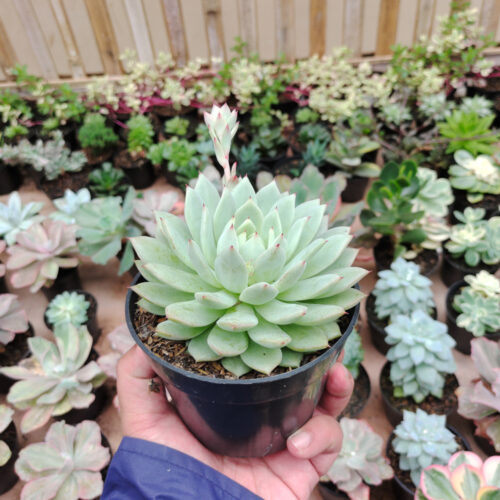 Echeveria Haageana 'Green Goddess' Size 12 Cm, real gallery image #4 plants. Picture taken directly from kaktus.id community Echeveria farmer green houses.