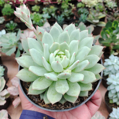Echeveria Haageana 'Green Goddess' Size 12 Cm, real gallery image #5 plants. Picture taken directly from kaktus.id community Echeveria farmer green houses.