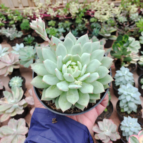 Echeveria Haageana 'Green Goddess' Size 12 Cm, real gallery image #6 plants. Picture taken directly from kaktus.id community Echeveria farmer green houses.