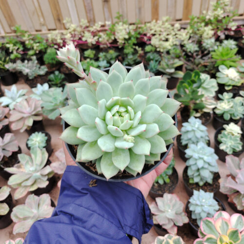 Echeveria Haageana 'Green Goddess' Size 12 Cm, real gallery image #7 plants. Picture taken directly from kaktus.id community Echeveria farmer green houses.