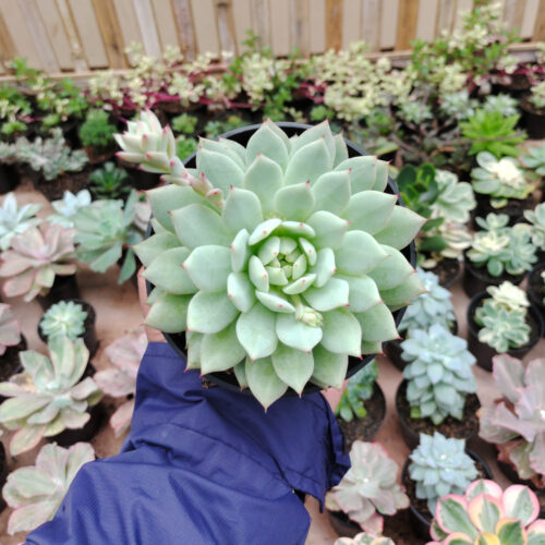 Echeveria Haageana 'Green Goddess' Size 12 Cm, real gallery image #8 plants. Picture taken directly from kaktus.id community Echeveria farmer green houses.