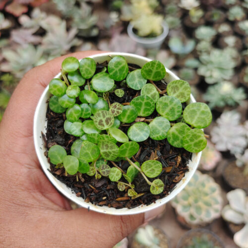 Peperomia Prostrata / String Of Turtles, real gallery image #2 plants. Picture taken directly from kaktus.id community Peperomia farmer green houses.