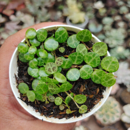 Peperomia Prostrata / String Of Turtles, real gallery image #3 plants. Picture taken directly from kaktus.id community Peperomia farmer green houses.