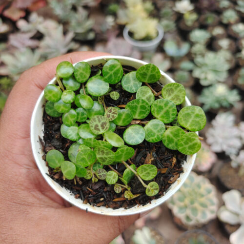 Peperomia Prostrata / String Of Turtles, real gallery image #4 plants. Picture taken directly from kaktus.id community Peperomia farmer green houses.