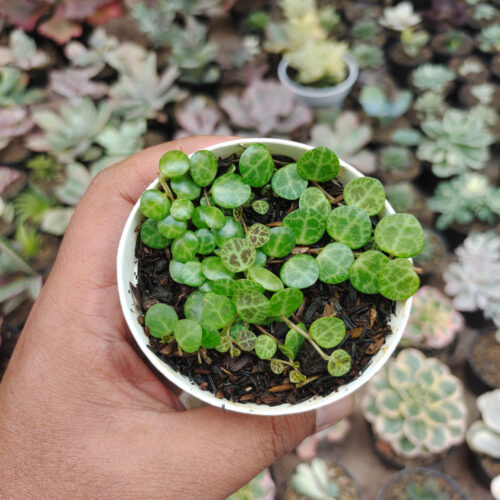 Peperomia Prostrata / String Of Turtles, real gallery image #5 plants. Picture taken directly from kaktus.id community Peperomia farmer green houses.