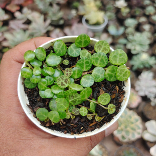 Peperomia Prostrata / String Of Turtles, real gallery image #6 plants. Picture taken directly from kaktus.id community Peperomia farmer green houses.