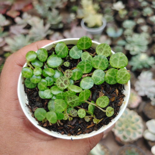 Peperomia Prostrata / String Of Turtles, real gallery image #7 plants. Picture taken directly from kaktus.id community Peperomia farmer green houses.