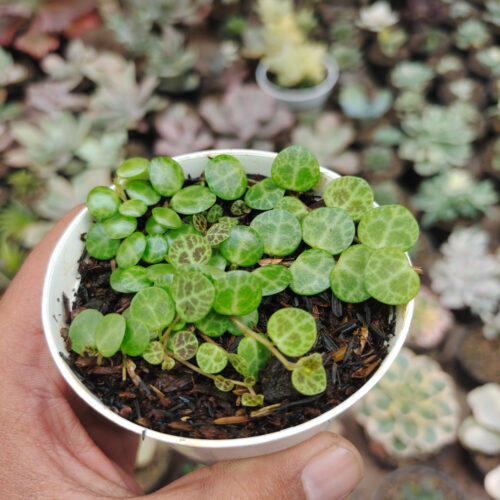 Peperomia Prostrata / String Of Turtles, real gallery image #8 plants. Picture taken directly from kaktus.id community Peperomia farmer green houses.