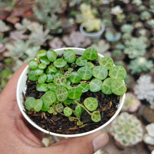 Peperomia Prostrata / String Of Turtles, real gallery image #9 plants. Picture taken directly from kaktus.id community Peperomia farmer green houses.