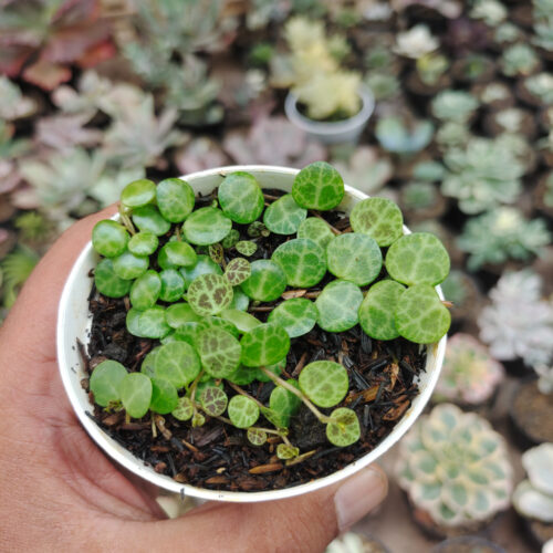 Peperomia Prostrata / String Of Turtles, real gallery image #10 plants. Picture taken directly from kaktus.id community Peperomia farmer green houses.