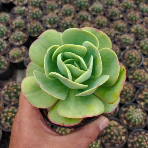 Aeonium Canariense, real gallery image #4 plants. Picture taken directly from kaktus.id community Aeonium farmer green houses.