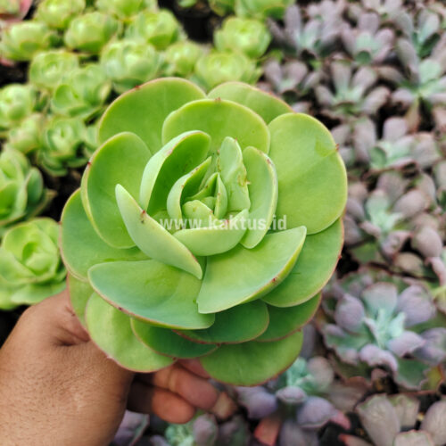 Aeonium Canariense, real gallery image #3 plants. Picture taken directly from kaktus.id community Aeonium farmer green houses.
