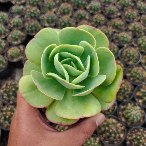 Aeonium Canariense, real gallery image #5 plants. Picture taken directly from kaktus.id community Aeonium farmer green houses.