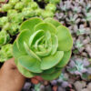 Aeonium Canariense, real gallery image #2 plants. Picture taken directly from kaktus.id community Aeonium farmer green houses.