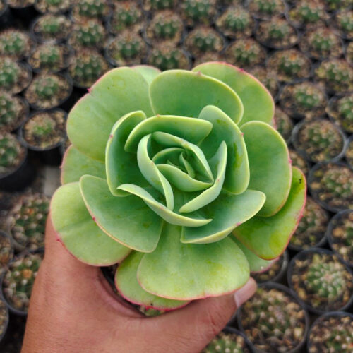 Aeonium Canariense, real gallery image #7 plants. Picture taken directly from kaktus.id community Aeonium farmer green houses.