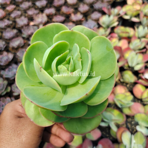 Aeonium Canariense, real gallery image #9 plants. Picture taken directly from kaktus.id community Aeonium farmer green houses.