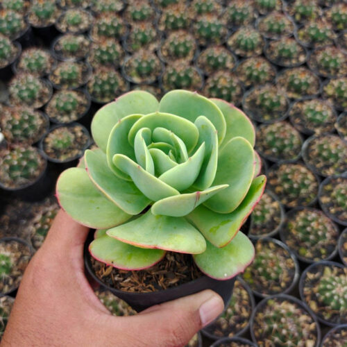 Aeonium Canariense, real gallery image #6 plants. Picture taken directly from kaktus.id community Aeonium farmer green houses.