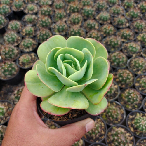 Aeonium Canariense, real gallery image #8 plants. Picture taken directly from kaktus.id community Aeonium farmer green houses.