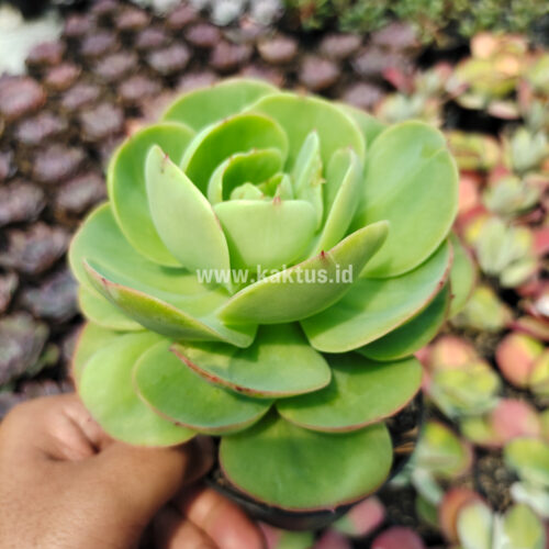 Aeonium Canariense, real gallery image #10 plants. Picture taken directly from kaktus.id community Aeonium farmer green houses.