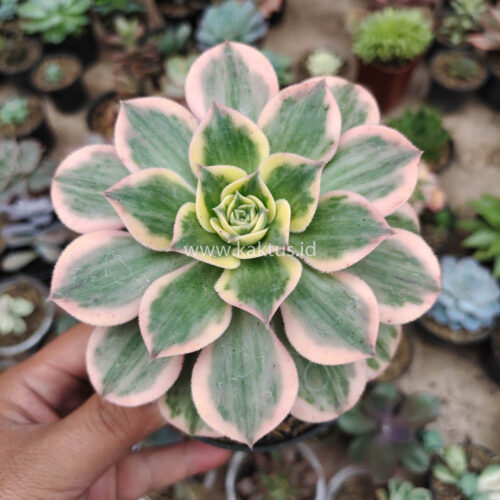 Aeonium Decorum White Splash, real gallery image #2 plants. Picture taken directly from kaktus.id community Aeonium farmer green houses.