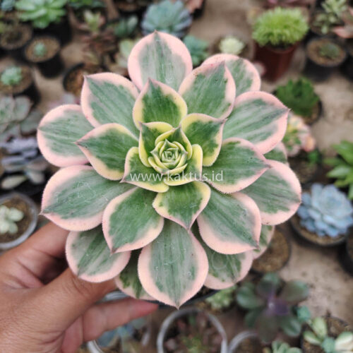 Aeonium Decorum White Splash, real gallery image #3 plants. Picture taken directly from kaktus.id community Aeonium farmer green houses.