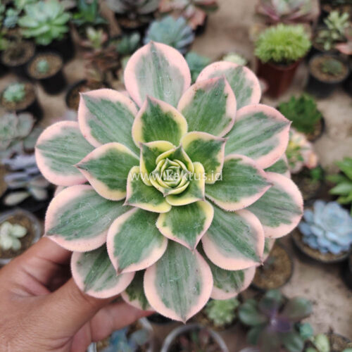 Aeonium Decorum White Splash, real gallery image #4 plants. Picture taken directly from kaktus.id community Aeonium farmer green houses.