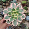 Aeonium Decorum White Splash, real gallery image #5 plants. Picture taken directly from kaktus.id community Aeonium farmer green houses.