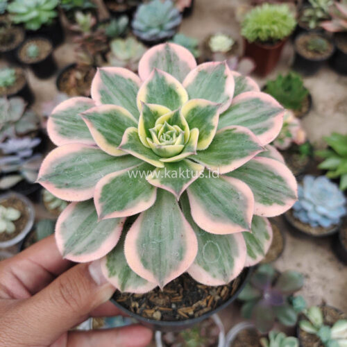 Aeonium Decorum White Splash, real gallery image #7 plants. Picture taken directly from kaktus.id community Aeonium farmer green houses.